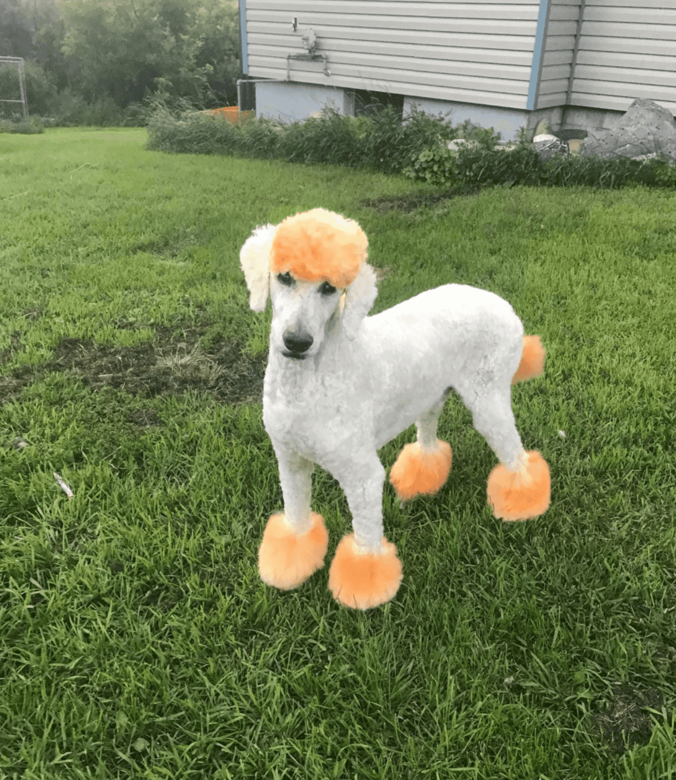 groomed dog