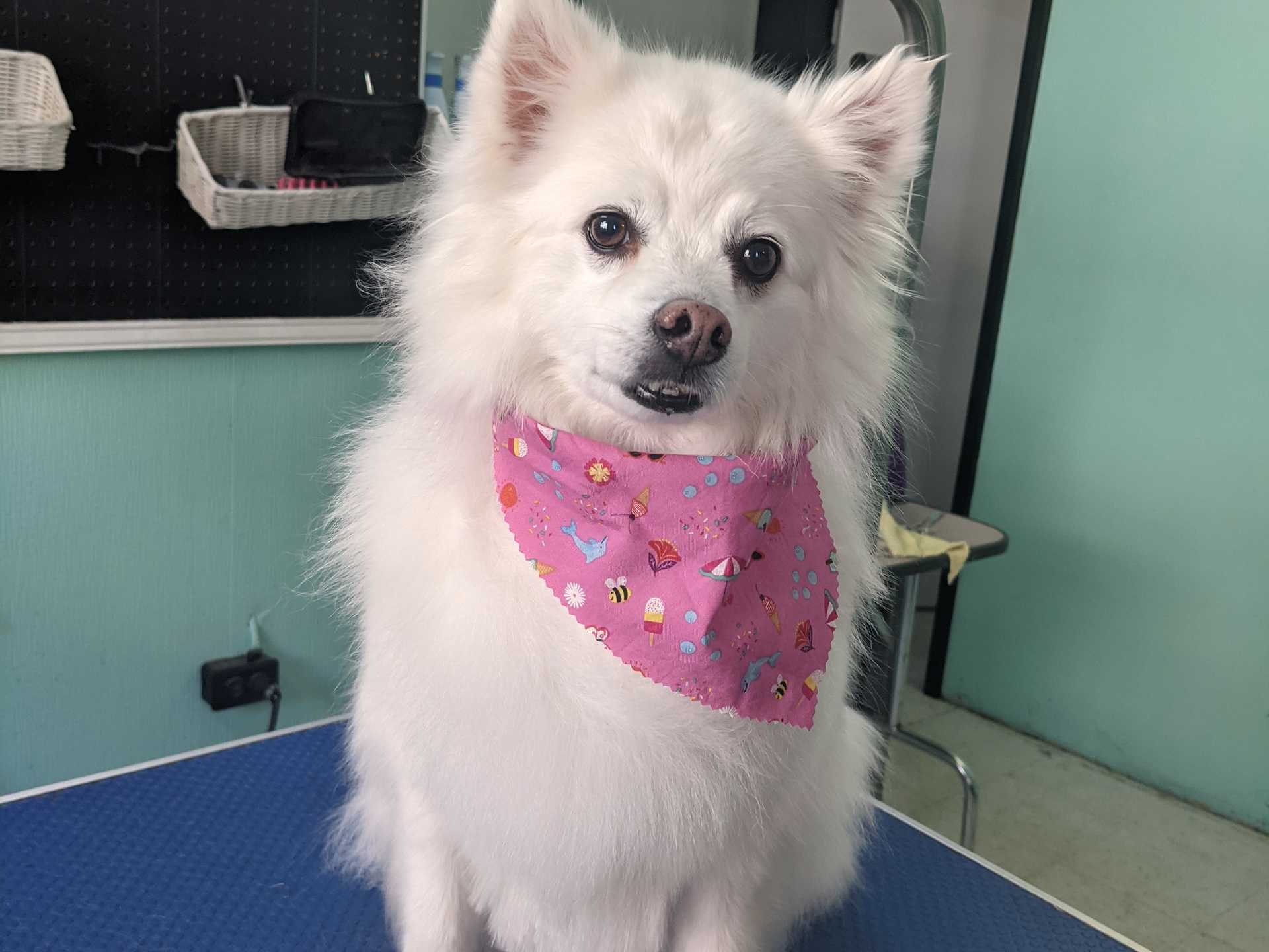 Private Kennel Free Grooming